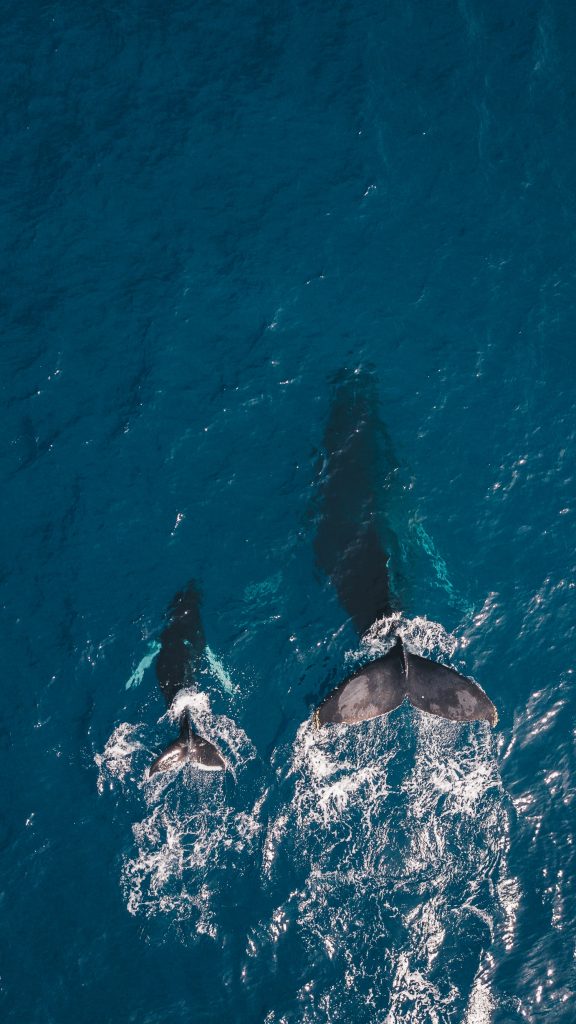 Mother & Baby whale