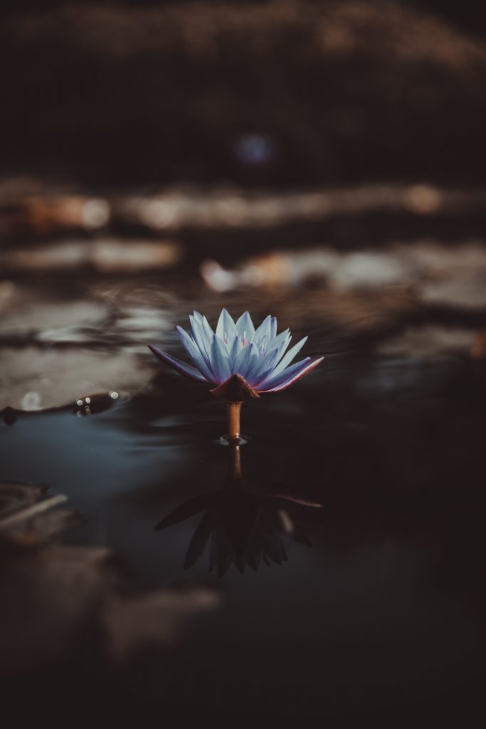 Lotus Flower