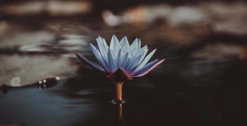 Lotus Flower